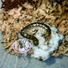 CENTIPEDE